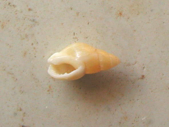 Nassariidae nel Mediterraneo